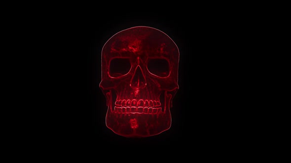 3D skull rotating x-ray