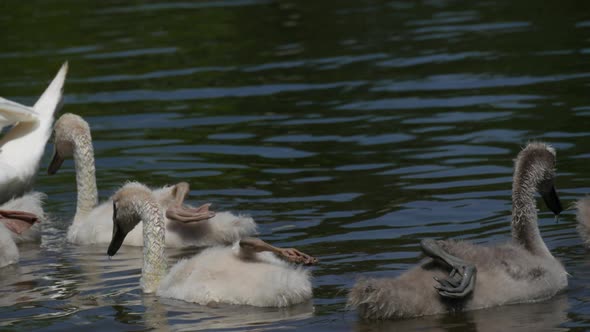 Swan Family on the Lake