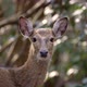 sika deer in forest - VideoHive Item for Sale
