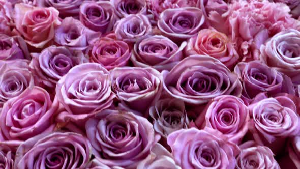 Natural Roses Background