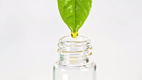 Super Slow Motion Shot of Oil Drop Falling From Fresh Leaf Isolated on White Background at 1000Fps