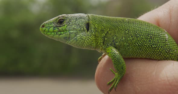 Lizard, Portrait of Green Headed Agama Lizard. Rwanda Africa. Stable Footage. Closeup.