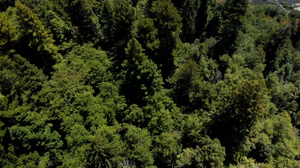 4k Aerial of Majestic river flowing through Humboldt Redwood Forest