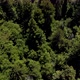 4k Aerial of Majestic river flowing through Humboldt Redwood Forest - VideoHive Item for Sale