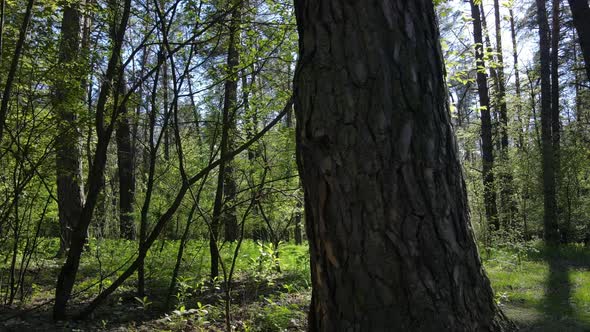 Green Forest During the Day Aerial View