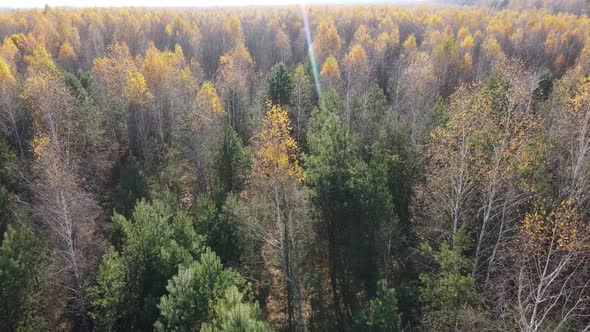 Beautiful Forest with Trees in an Autumn Day