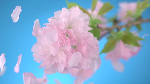 Cherry blossom, Slow Motion alt