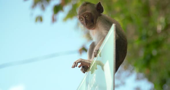 Monkey Sitting on Road Sign Bali Indonesia