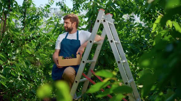 Man Farmer Holding Berry Box Smiling in Big Green Agricultural Plantation