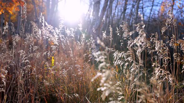 Walking through tall grass in the forest towards the sun