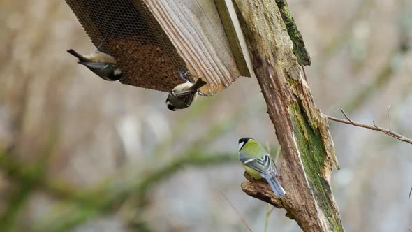 A group of European blue tits, coal tits, and great tits perched on a branch and feeding on peanuts