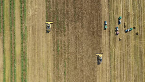 Combine Harvesters Wheat Crop On Farm Field Tractors Collect Hay In Stacks