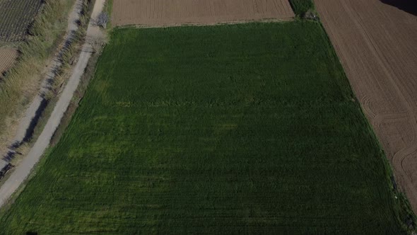 Drone View of Wheat Field