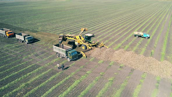 Harvested Crops Are Getting Loaded Into Transport in a Top View