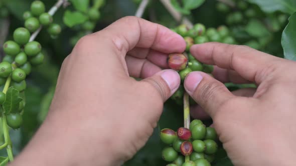 Gardeners take care of the coffee beans on the plant.