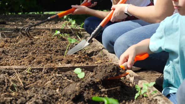 Closeup Shot of Family Digging Soil and Ground at Garden with Shovels and Spades