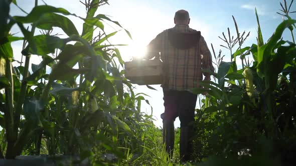 Slow motion medium wide view of farmer holding box of organic vegetables walking down row of plants