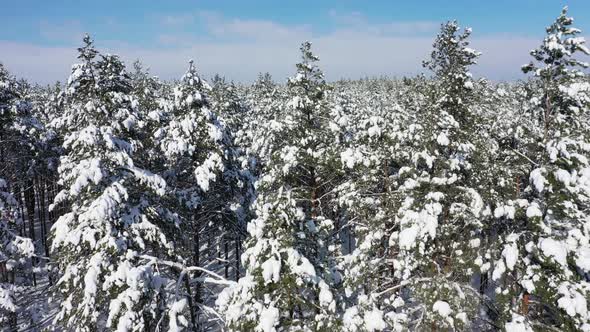 The Winter Forest Field in Sunny Weather Field