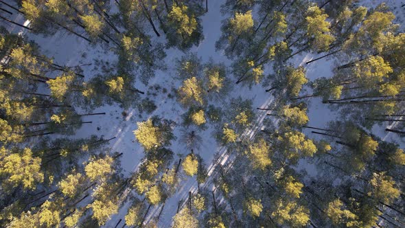 Over The Winter Forest At Sunset