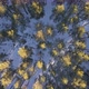 Over The Winter Forest At Sunset - VideoHive Item for Sale