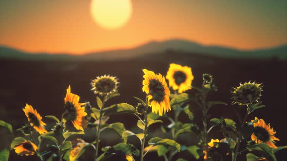 Big Beautiful Sunflowers at Sunset