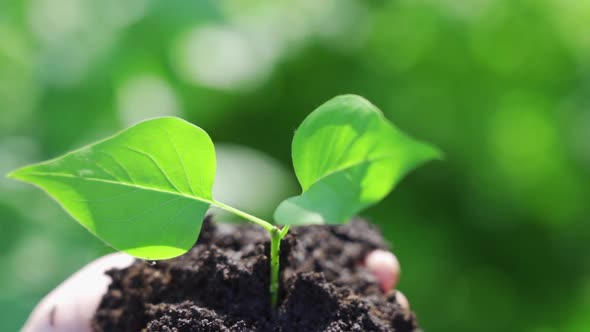 Child Holding Green Plant in Soil