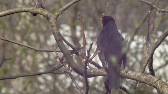 Medium wide Shot of a Blackbird sitting on a tree branch - a little reflection of the sun in its eye
