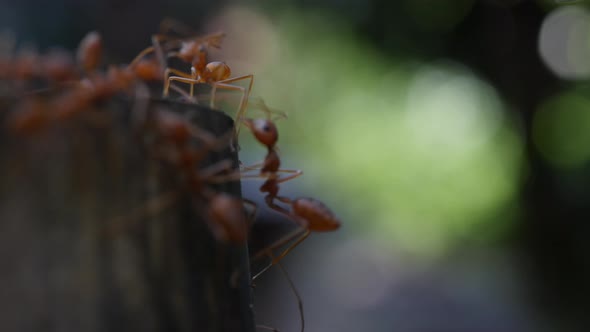 Red ant action walking in the nature