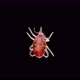Predatory Mite Acari of Family Bdellidae Under a Microscope Order Prostigmata Lives in Forest Litter - VideoHive Item for Sale