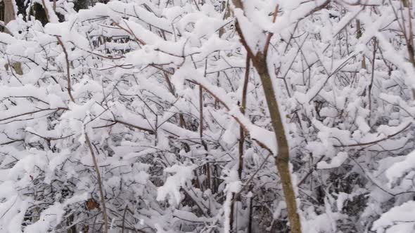 Snowcovered Tree Branches in the Winter Forest Snow on the Trees