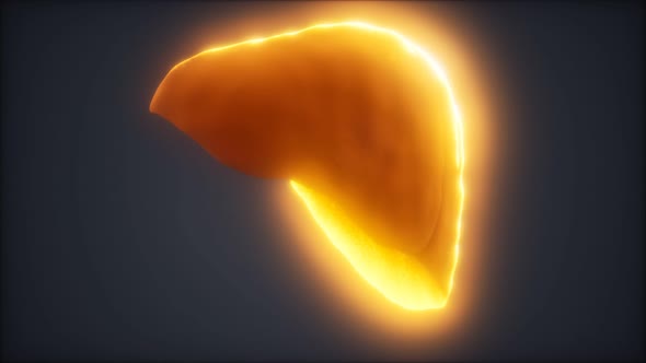 Loop 3d Rendered Medically Accurate Animation of the Human Liver