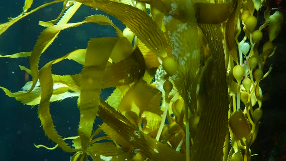 Light Rays Filter Through a Giant Kelp Forest. Macrocystis Pyrifera. Diving, Aquarium and Marine