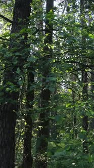 Vertical Video of a Forest with Trees
