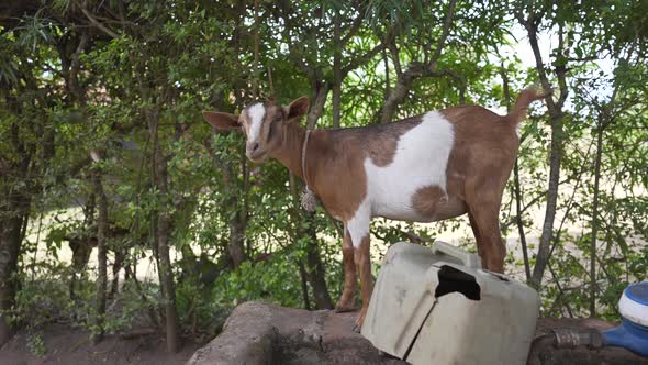 Cinematic shot of a goat eating in a rural village in slow motion. Volunteering farm program of an N