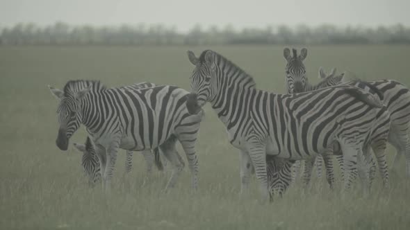 Zebra Zebras in the Field. Slow Motion