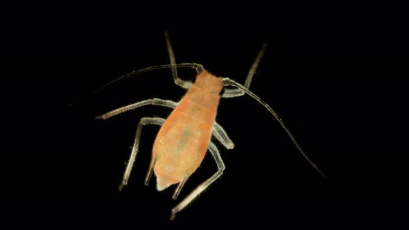 Aphid Under a Microscope, an Insect Living on Leaves of Trees and Shrubs, Feeds on Plant Sap