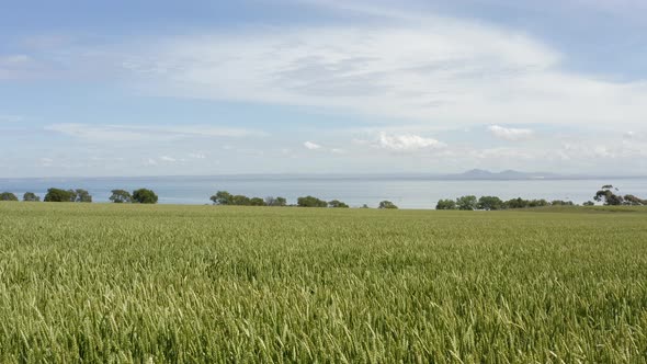 AERIAL Low Over Wheat Grass Fields With Ocean And Mountains