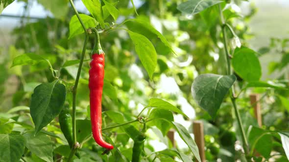 Red Spicy Chile Pepper Growing in Hothouse Closeup