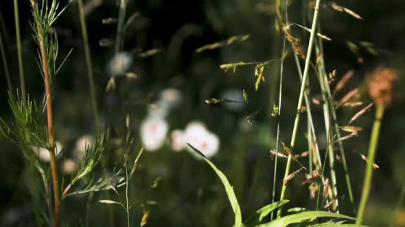 Wading through grass