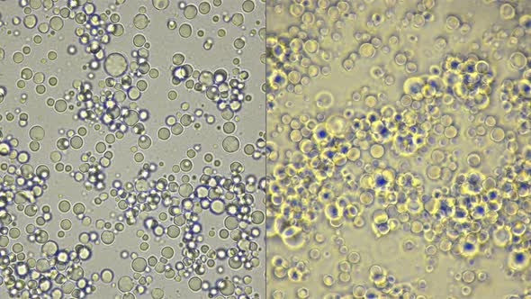 Milk Under the Microscope, Fresh, Natural, the Movement of Useful Elements Is Visible: Fats, Trace