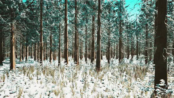 Landscape Snow Trees Dense Forest in Winter