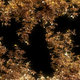 Gold Leaves Intro And Outro. WideScreen. - VideoHive Item for Sale
