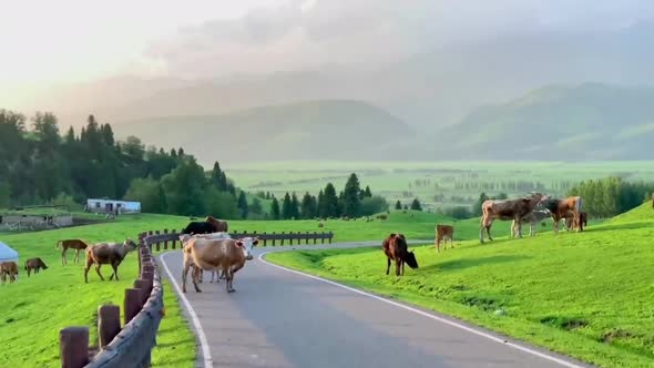 Natural scenery of Nalati Grassland in Ili, Xinjiang, China