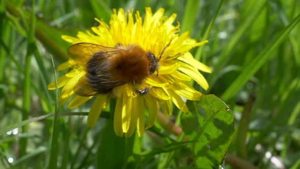 Bumblebee Collecting Pollen In Dandelion Flower Growing In Meadow. - close up