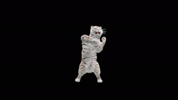 White Tiger Dancing 4K