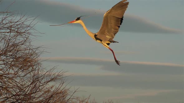 Grey heron, Ardea cinerea, Camargue, France