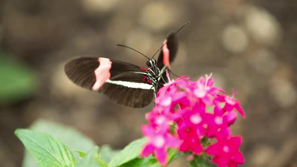 Butterfly World 41