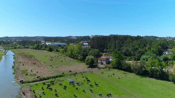 Farmland. Group of Cows and Irrigation Channel for Agriculture Fields. Rural Scene