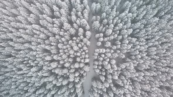 Aerial Flying over Mountain Winter Pine Forest