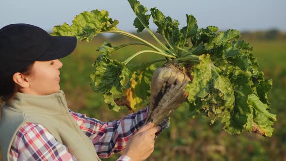 Woman in the Field Holds a Large Ripe Sugar Beet